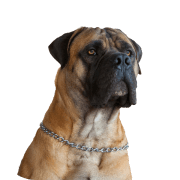 Animaux & animaux de compagnie