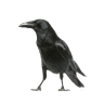 Corbeau