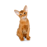 Abyssinian
