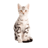 American Shorthair