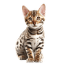 Bengal