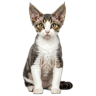 Devon Rex