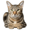 Ocicat