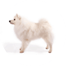 American Eskimo