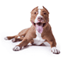 American Pit Bull Terrier