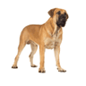 Boerboel