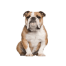 Bulldog