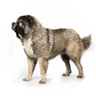 Caucasian Shepherd