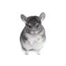 Chinchillas