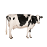 Cows