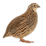 Quail