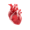 Heart & Cardiovascular System Supplements